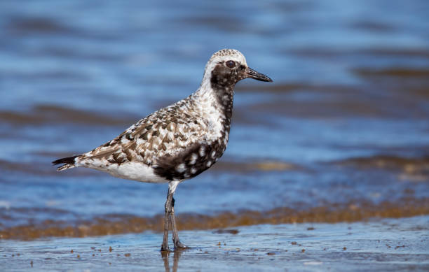 Black-bellied Plover Male, Breeding Plumage, Pluvialis squatarola, Parker River National Wildlife Refuge, Massachusetts, USA