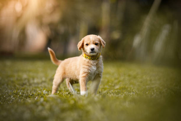 istock Puppy dog portrait on grass 1171833289