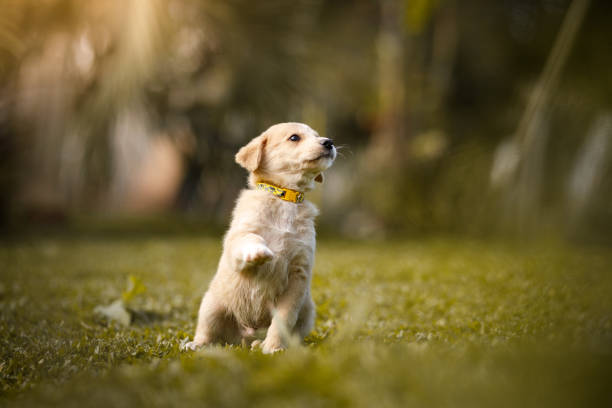 cucciolo che dà zampa - corso di addestramento foto e immagini stock