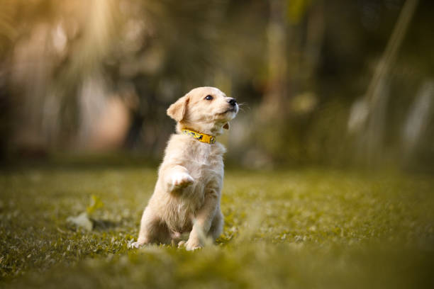 filhote de cachorro que dá a pata - training - fotografias e filmes do acervo