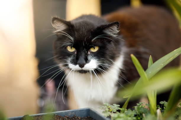 istock Black and white cat portrait 1171833306