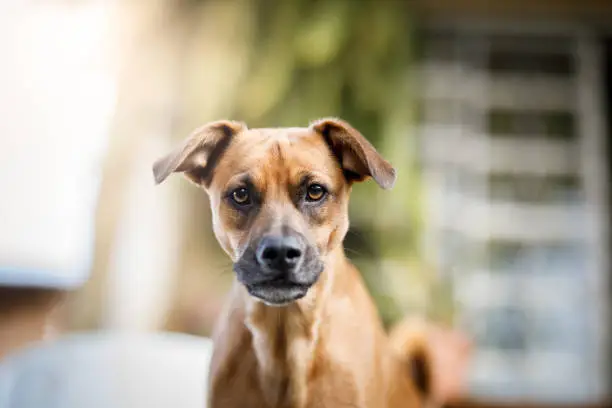 Photo of Angry dog staring