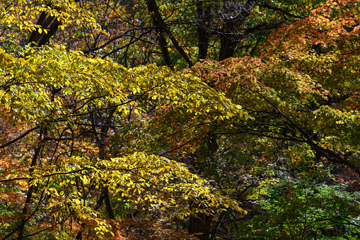 The autumn leaves in forest of Mt.Myogi