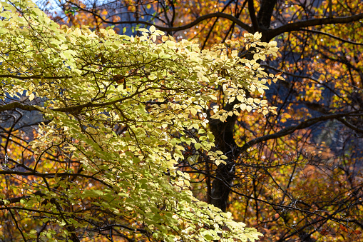 The autumn leaves of Magnolia Kobus