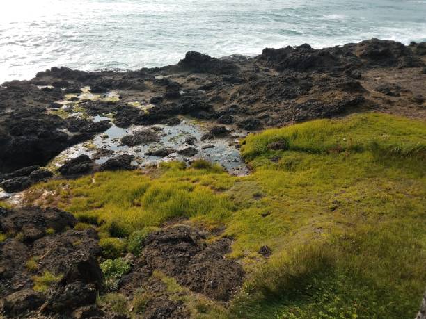 istock green grass and tidepools and rocky shore and ocean 1171836165