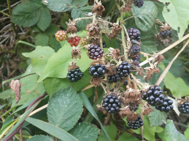 istock black and red blackberries on vine with green leaves 1171837795