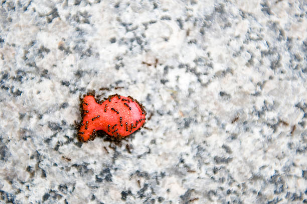 Ants of a Goldfish Ants quickly found this piece of dropped snack food. goldfish snack stock pictures, royalty-free photos & images
