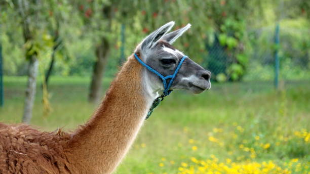 istock Close up of a llama 1171838487