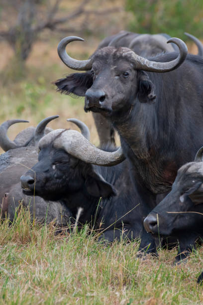 istock African buffalo in Masai Mara ,Kenya. 1171839277