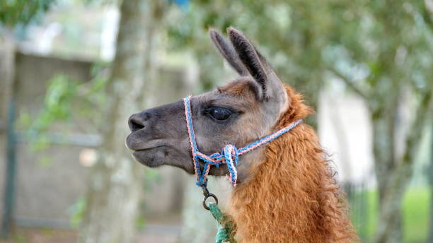istock Close up of a llama 1171839305