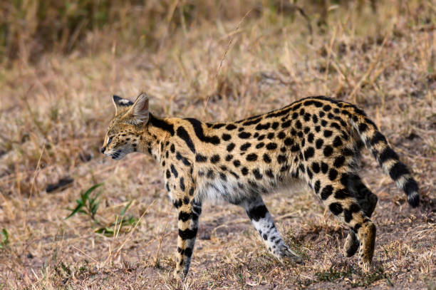 istock Serval cat in Masai Mara ,Kenya. 1171839329