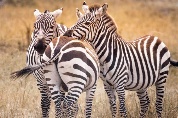 istock Zebra on grassland in Masai Mara ,Kenya. 1171839338