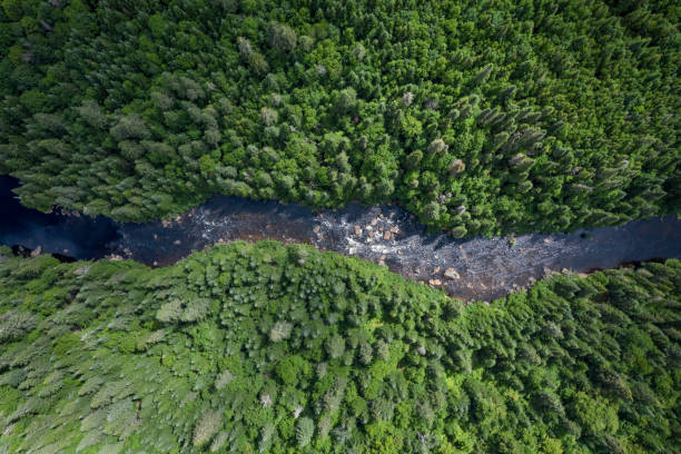 vue aérienne de la forêt et de la rivière de la nature boréale en été - landscape canada north america freshwater fish photos et images de collection