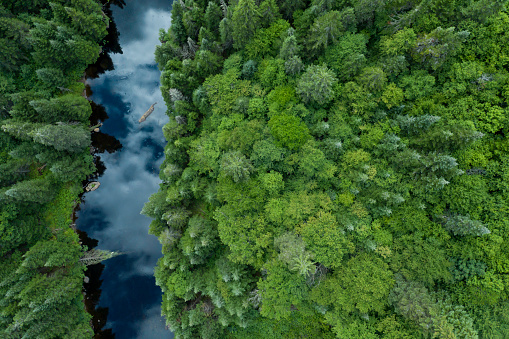 Vista aérea del bosque natural boreal y el río en verano photo