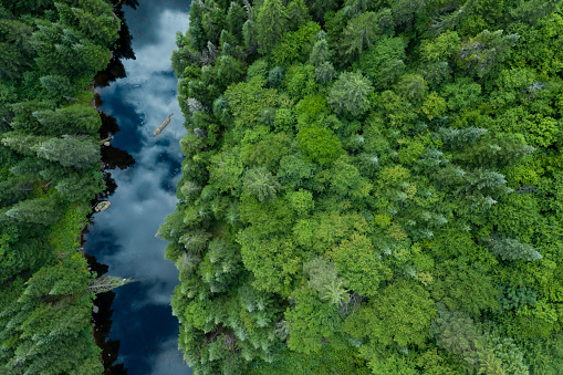 Aerial View of Boreal Nature Forest and River in Summer