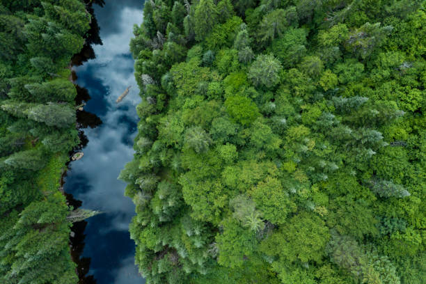 Aerial View of Boreal Nature Forest and River in Summer Aerial View of Boreal Nature Forest in Summer, Quebec, Canada salmon animal stock pictures, royalty-free photos & images