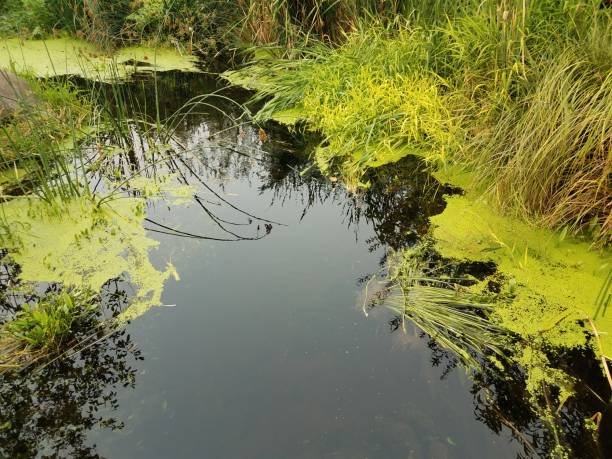 istock stagnant water with green algae and grasses 1171841085