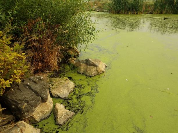 istock water, green algae and rocks with green plants 1171841091