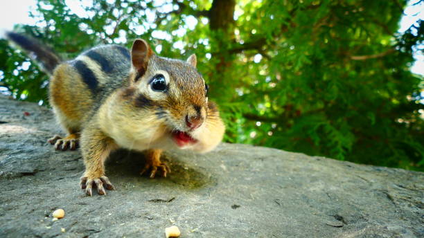 Tamia striped in close-up view of a rock Little Swiss who feeds on peanuts in the green nature eastern chipmunk photos stock pictures, royalty-free photos & images