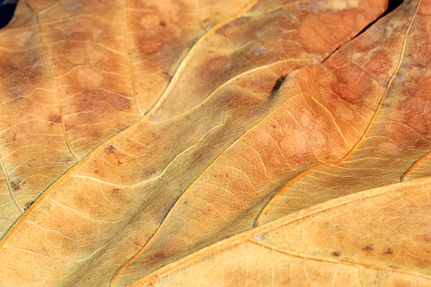 istock Closeup of a yellow leaf 117184145