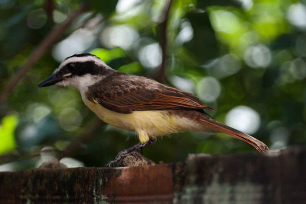 istock Tropical bird in the wall 1171844750