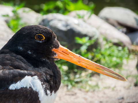 Close side view of an oystercatcher (lat: Haematopus ostralegus) in front of blurred natural background.
