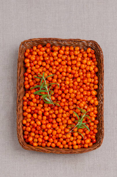 istock Large sea buckthorn berries with rosemary branches. 1171848843