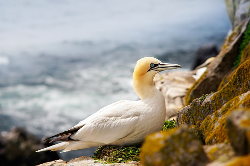 Gannet sitting on a nest on rocks in Saltee Island. Ireland.
