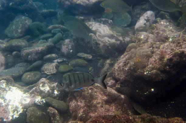 istock Rocky seabed fish, underwater landscape 1171850944