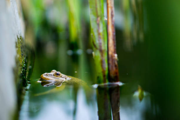 istock Yellow frog is floating in water, beautiful amphibian 1171851176