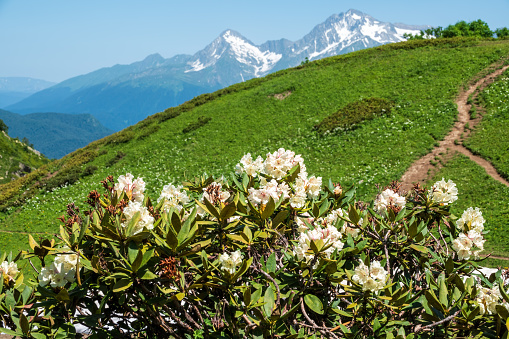 White rhododendron blossoms and high mountains with snowy peaks. Rhododendron caucasicum