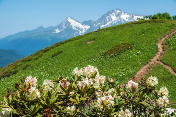 White rhododendron blossoms and high mountains with snowy peaks. Rhododendron caucasicum