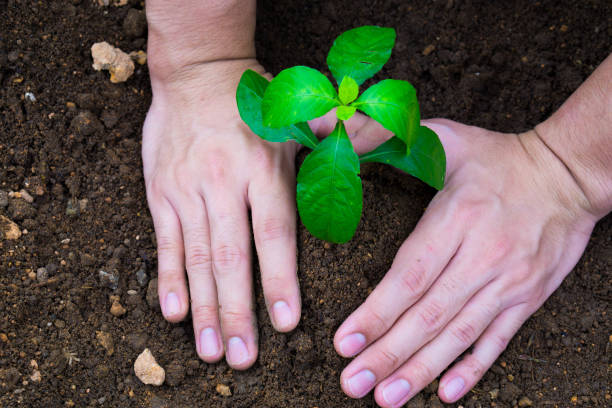 istock Close up hand planting tree into the soil. Earth day. World environment day. Ozone day. 1171851996