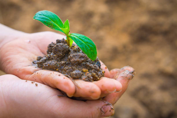 istock Human hands holding little tree over blurred soil background. Earth day. World environment day. Ozone day. 1171851998