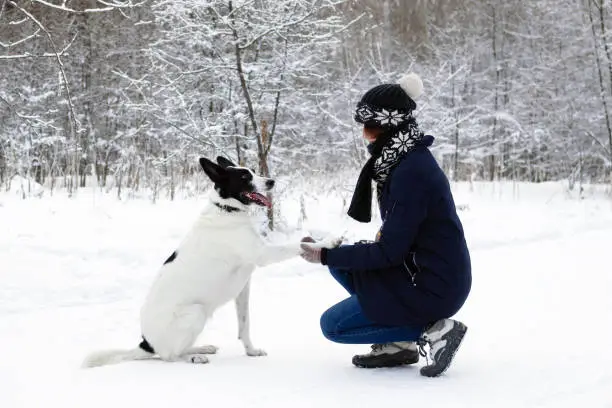 Big black-white dog is giving a paw its owner on a background of winter snowy forest.