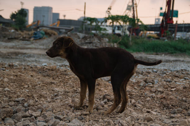 istock Poor Skinny Homeless Dog 1171855168