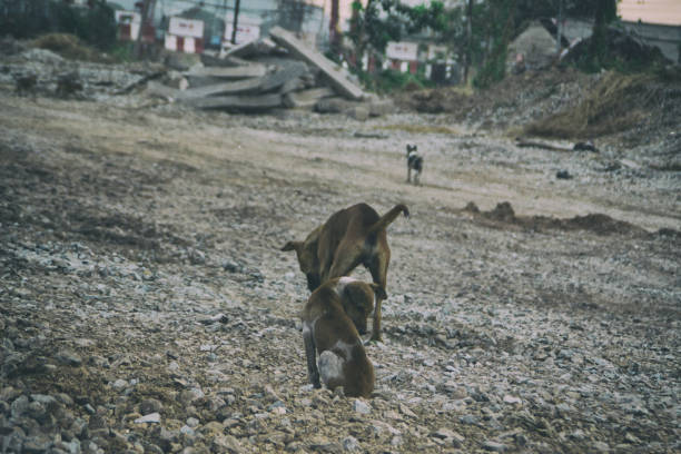 istock Poor Skinny Homeless Dog 1171855174