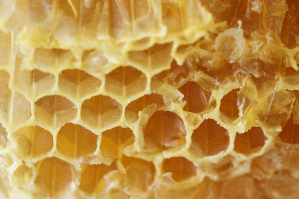istock Close up of honey combs 1171856154