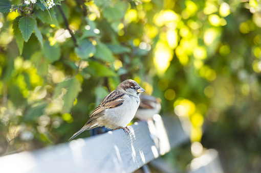 Stunning view of a house sparrow standing on a bench in a park during a beautiful sunset. Blurred green trees and bushes in the background.