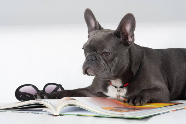 istock French bulldog portrait reading a book on sofa 1171857961