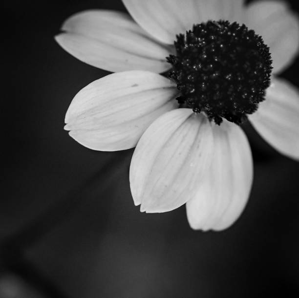 istock A flower in black and white 1171860993