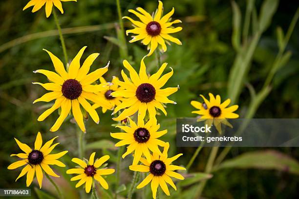 North American Blackeyed Susans In Der Wildnis Stockfoto und mehr Bilder von Abstrakt - Abstrakt, Bildhintergrund, Blatt - Pflanzenbestandteile