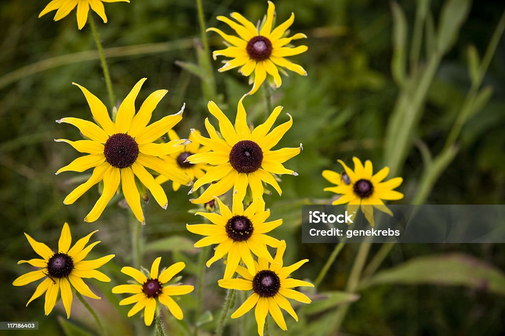 North American Black-eyed Susans en la naturaleza salvaje - Foto de stock de Abstracto libre de derechos