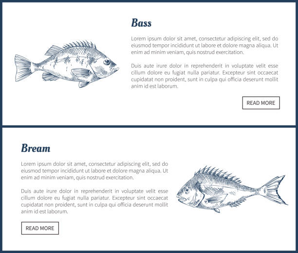 ilustrações de stock, clip art, desenhos animados e ícones de bass and bream seafood set vector vintage icons - fish prepared fish fishing bass