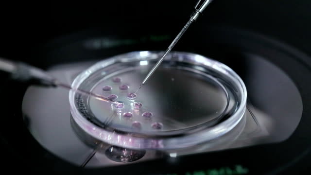 Petri dish with human egg. In vitro fertilisation.