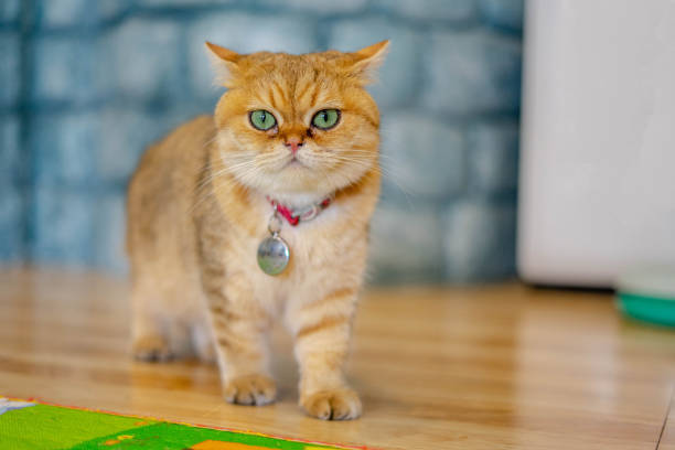 istock Golden shaded British shorthair 1171864689