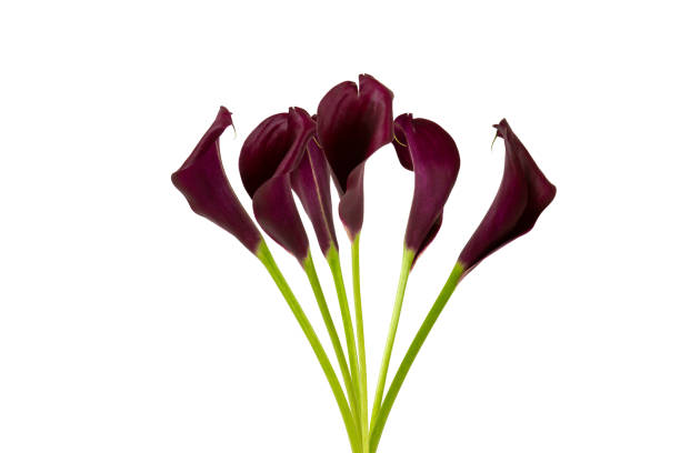istock Purple Arum flowers 1171865272