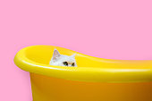 Cute little cat in yellow bathe on a pink background in Studio.