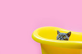 a kitten in yellow bathe on a pink background in Studio.