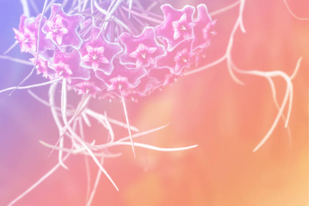 istock Flower background with a pastel colored 1171865640